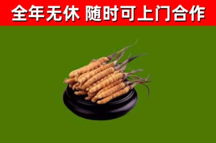 沁源回收散虫草