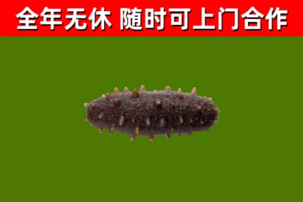 沁源回收海参干